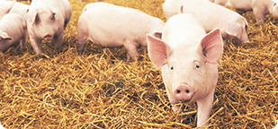 養豚場など、畜産農場や工場での活用